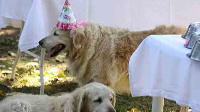 Pangea's 14th birthday bash