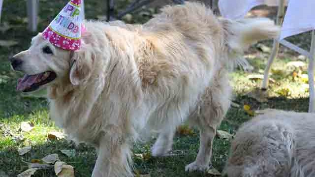 Pangea's 14th birthday bash