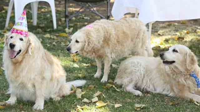 Pangea's 14th birthday bash