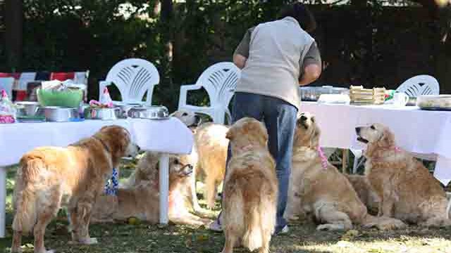 Pangea's 14th birthday bash