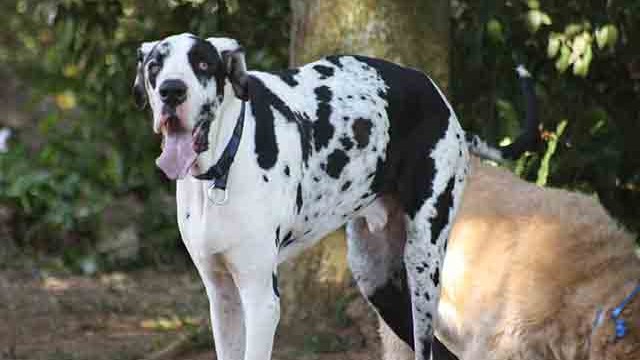 Pangea's 14th birthday bash