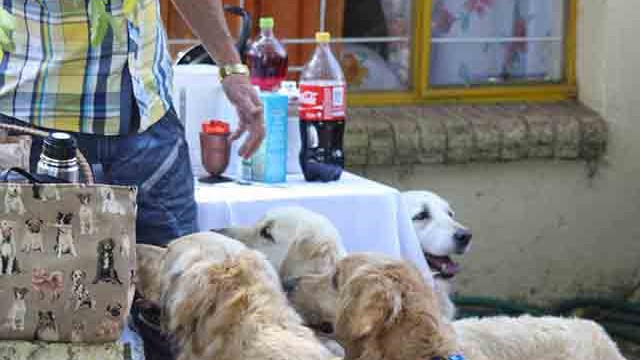 Pangea's 14th birthday bash