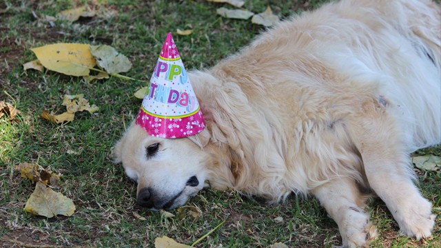 Pangea's 14th birthday bash