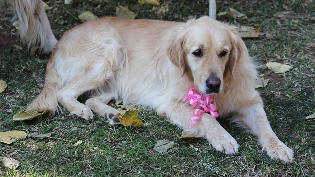 Pangea's 14th birthday bash