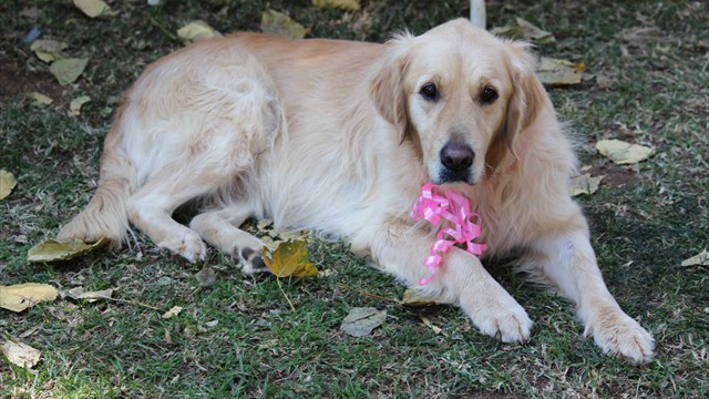 Pangea's 14th birthday bash