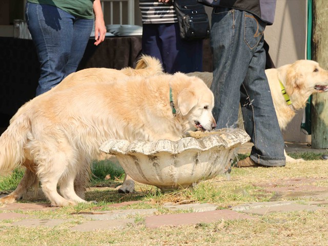 Tribute to Orion, Travis, Pangea