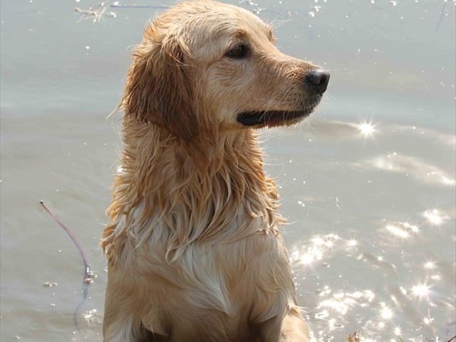 Tribute to Orion, Travis, Pangea